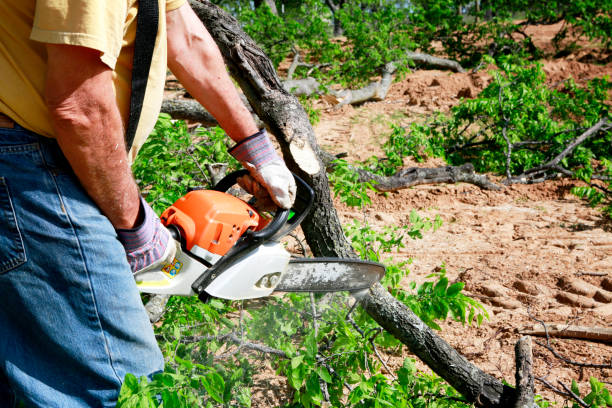 Reliable Seco Mines, TX Tree Removal Solutions